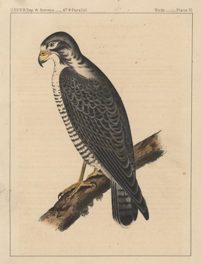Vögel, Tafel XI, 1855 von American School